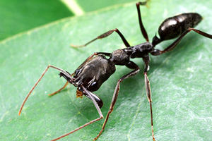 O ácido metanóico provém de formigas
